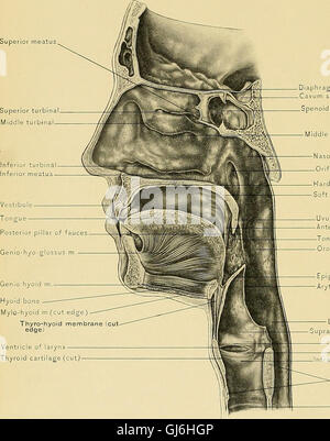 Surgical anatomy - a treatise on human anatomy in its application to the practice of medicine and surgery (1901) Stock Photo