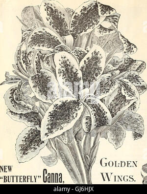 Dealers and florists wholesale list of plants (1896)