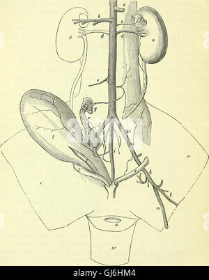 A 1866 electronic resource focusing on the anatomy of vertebrates ...