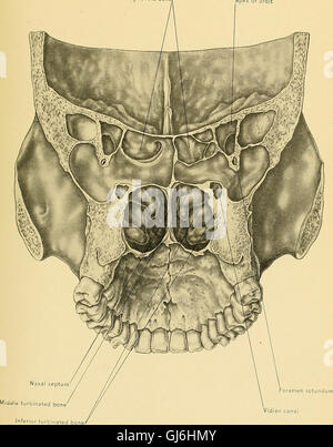 A 1901 treatise on human surgical anatomy, detailing the structure of ...