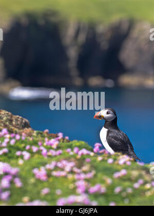 dh Bu Ness FAIR ISLE SHETLAND Parrot Puffin on thrift cliff top scotland coast birds