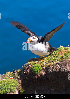 dh Bu Ness FAIR ISLE SHETLAND Fratercula arctica Puffin flapping wing top ready to take off scotland isles bird island parrot puffins