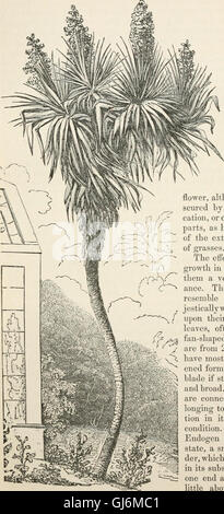 The vegetable kingdom - or, The structure, classification, and uses of plants, illustrated upon the natural system (1846) Stock Photo