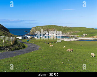 dh North Haven FAIR ISLE SHETLAND Hiker walking down road to harbour sheep grazing people scotland