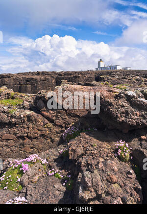 dh Eshaness Lighthouse ESHANESS SHETLAND Wildflowers thrift on rocky cliff top scotland uk basalt Stock Photo