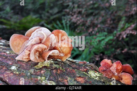 Jelly Ear Fungus (Auricularia auricula) growing on fallen mossy log in temperate rainforest, Royal National Park, Australia Stock Photo