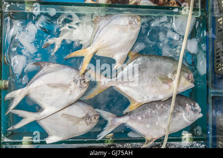 Zhenru fish market in Shanghai Stock Photo