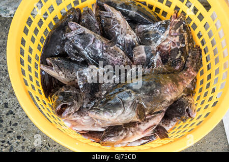 Zhenru fish market in Shanghai Stock Photo