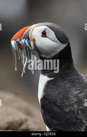 An Atlantic Puffin (Fratercula arctica) with a beak full of Sandeels for young, Farne Isles, Northumberland, UK Stock Photo