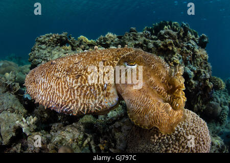 A Broadclub cuttlefish (Sepia latimanus) hovers above a coral reef in Komodo National Park, Indonesia. Stock Photo