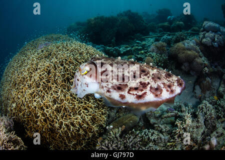 A female Broadclub cuttlefish (Sepia latimanus) lays eggs in a colony of fire coral in Komodo National Park, Indonesia. Stock Photo