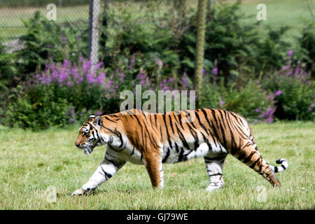 The Siberian tiger, also known as the Amur tiger Panthera tigris altaica at Woburn Safari Park Bedfordshire, England Stock Photo