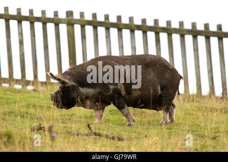 Kunekune domestic pig Sus scrofa domesticus Woburn Safari Park Woburn, Bedfordshire, England Stock Photo