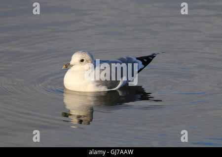 Common gull on lake at nature reserve Filey, North Yorkshire Stock Photo