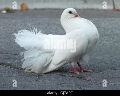 White pigeon is posed to me,i think it's a boy... Stock Photo