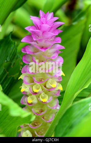 Purple Siam Tulip or Summer Tulip (Curcuma alismatifolia) in tropical botanical garden. Stock Photo