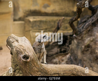 Meerkat Suricata suricatta standing and watching in Zoo background with rocks Stock Photo