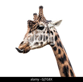 Giraffe isolated on white Stock Photo