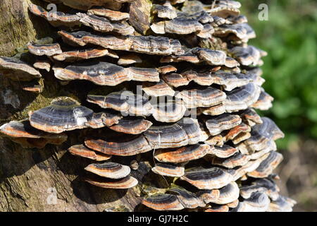 Large Flat Mushroom Growing from a Tree Stock Photo