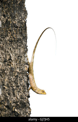 chameleon on tree Stock Photo