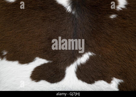brown and white cow skin texture Stock Photo