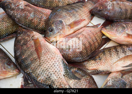 tilapia fishes in the market Stock Photo