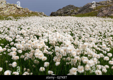 Eriophorum, white Cottongrass, cottonsedge, eriofori.  Wetlands in Lagorai mountain group. Trentino. Italian Alps. Europe. Stock Photo