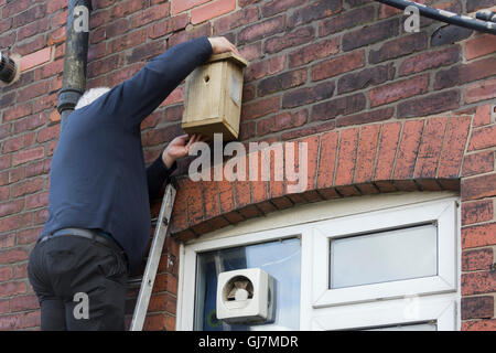 A middle-aged man standing on a ladder fastening a wild bird nesting box to the exterior wall of a 1930s semi-detached house. Stock Photo