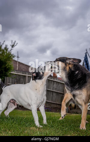 a Jack Russell playing ball in a garden with a german shepherd cross Stock Photo