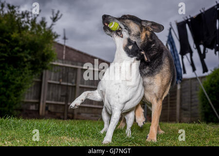 a Jack Russell playing ball in a garden with a german shepherd cross Stock Photo