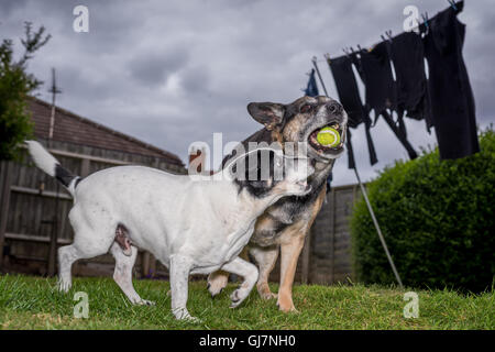 a Jack Russell playing ball in a garden with a german shepherd cross Stock Photo