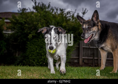 a Jack Russell playing ball in a garden with a german shepherd cross Stock Photo