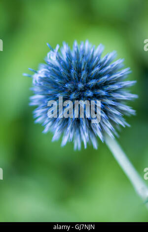globe thistle plant in the wild annuals, biennials Stock Photo
