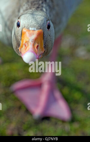 Greylag Goose (Anser anser). High intensity threat. Gander challenging a perceived threat, head on. Stock Photo