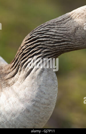 Greylag Goose (Anser anser). Neck plumage showing striated feathers divided up into grooves. Seen in all true geese. Stock Photo