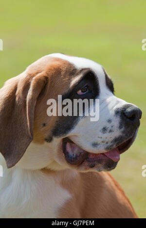 Saint Bernard Dog. Bred originally as a breed able to seek out lost people, even under snow, in Alps of Switzerland, Europe. Stock Photo