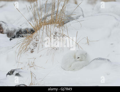 Arctic Fox sleeping in drifts Stock Photo