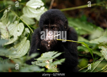 Baby Gorilla (Gorilla beringei beringei) Feeding. Bwindi Impenetrable National Park, Uganda Stock Photo