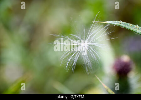 Dandelion seed caught on green nettle Stock Photo