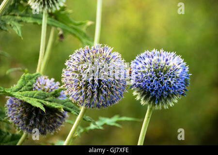 Blue globe flower Stock Photo