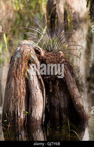 Besides the stately cypress trees themselves, Big Cypress Swamp is populated with an evocative array of cypress knee formations. Stock Photo
