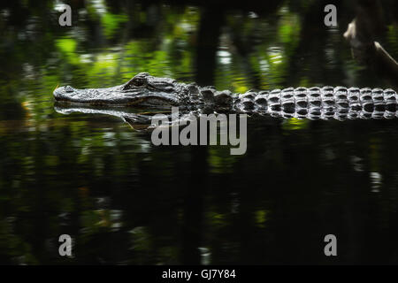 An American Alligator is reflected in swamp waters as harsh midday light streams in making the water a brilliant green. Stock Photo