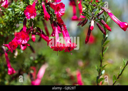the Cantuta, the sacred flower of the Incas and National Flower of Peru shot outdoors in sunny conditions Stock Photo