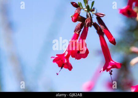the Cantuta, the sacred flower of the Incas and National Flower of Peru shot outdoors in sunny conditions Stock Photo