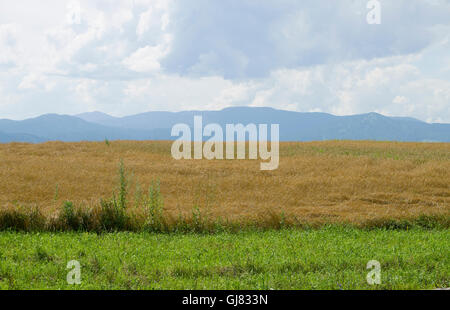 the field of ripe wheat against mountains in August,a background,a landscape,a season,august,mountains,ripe,summer,The field Stock Photo