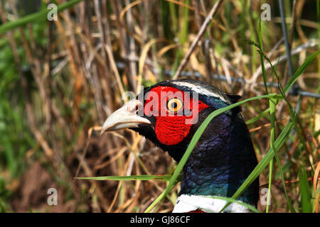 Common Pheasant (Phasianus colchicus) Portrait Stock Photo