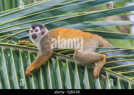 Squirrel monkey relaxing on a palm tree in Costa Rica. Stock Photo