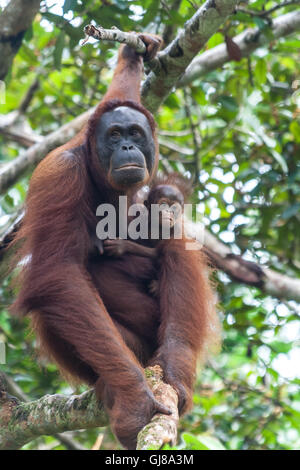 Mother uran utang with child in a tree on Malaysian Borneo. Stock Photo