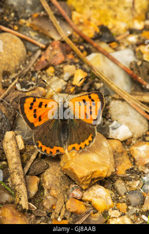 Small Copper(Lycaena phlaeas) resting on stones in a woodland ride. Stock Photo