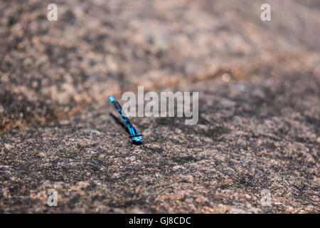 Dragonfly resting on rock. Stock Photo